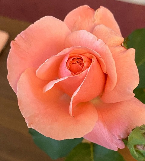 indoor swiss rosee.jpg